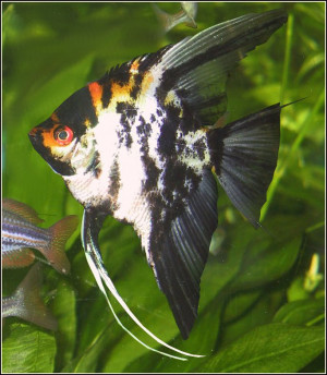 Pterophyllum scalare