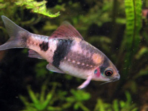 Puntius fasciatus