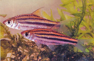 Puntius johorensis