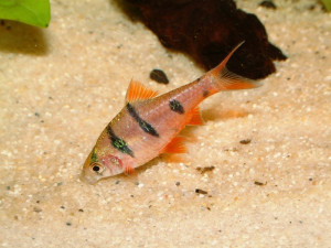 Puntius ophicephalus