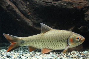 Puntius orphoides