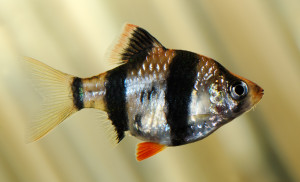 Puntius punjabensis