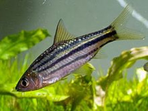 Puntius trifasciatus