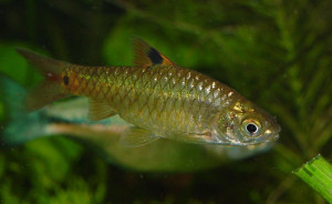 Puntius vittatus