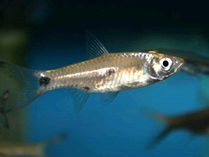 Rasbora elegans