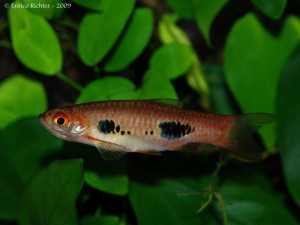 Rasbora kalochroma