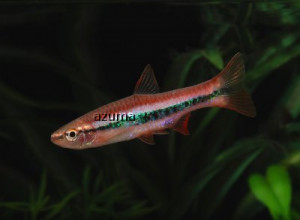 Rasbora patrickyapi 