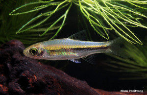 Rasbora paucisqualis