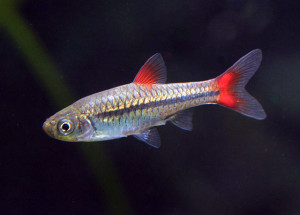 Rasbora rubrodorsalis