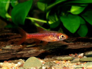 Rasbora vulcanus