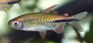 Rhabdalestes maunensis