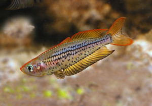 Rhadinocentrus ornatus