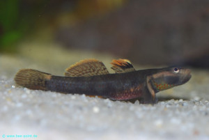 Rhinogobius duospilus