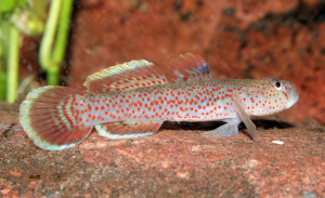 Rhinogobius rubromaculatus