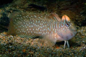 Salaria pavo