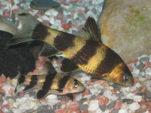 Sarcocheilichthys sinensis sinensis