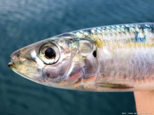 Sardinella aurita