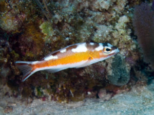 Serranus tabacarius