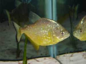 Serrasalmus maculatus