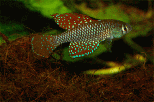 Simpsonichthys reticulatus