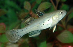 Stigmatogobius sadanundio