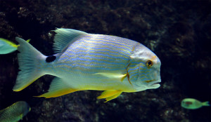 Symphorichthys spilurus