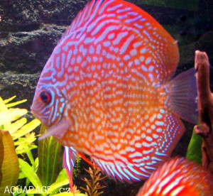 Symphysodon discus