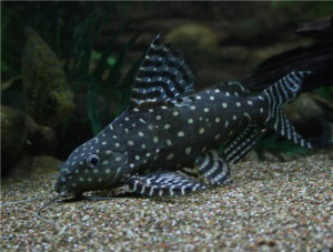 Synodontis angelicus