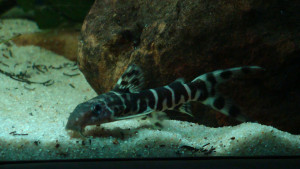 Synodontis brichardi