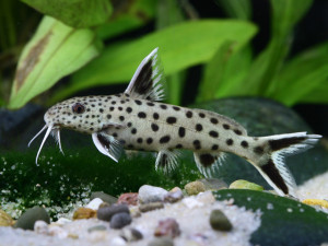 Synodontis lucipinnis