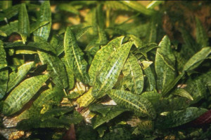 Cryptocoryne bullosa