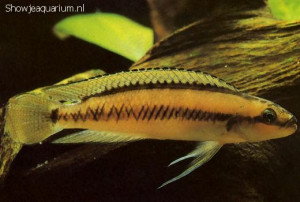 Telmatochromis bifrenatus