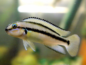 Telmatochromis vittatus