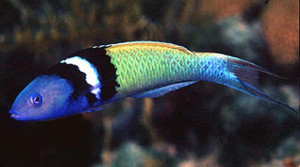 Thalassoma bifasciatum