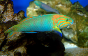 Thalassoma Lutescens