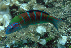 Thalassoma pavo