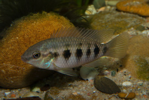 Thysochromis ansorgii