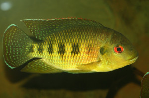 Tilapia mariae