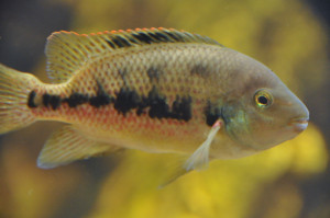 Tomocichla sieboldii 