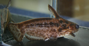 Trachelyichthys exilis