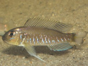 Triglachromis otostigma