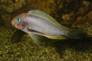 Tropheus annectens (polli)