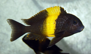 Tropheus moorii