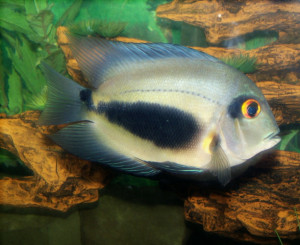 Uaru amphiacanthoides