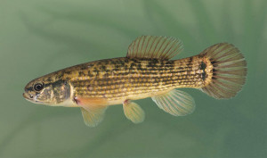 Umbra pygmaea