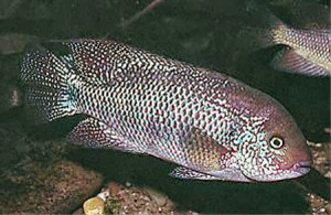 Vieja microphthalma