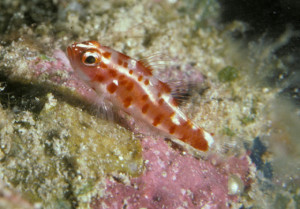 Wheelerigobius  wirtzi