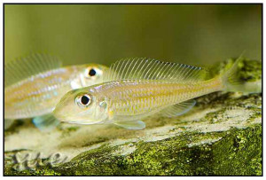 Xenotilapia leptura