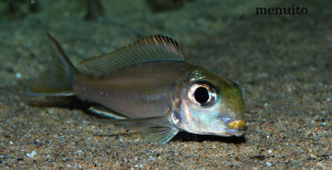 Xenotilapia ornatipinnis