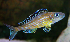 Xenotilapia papilio